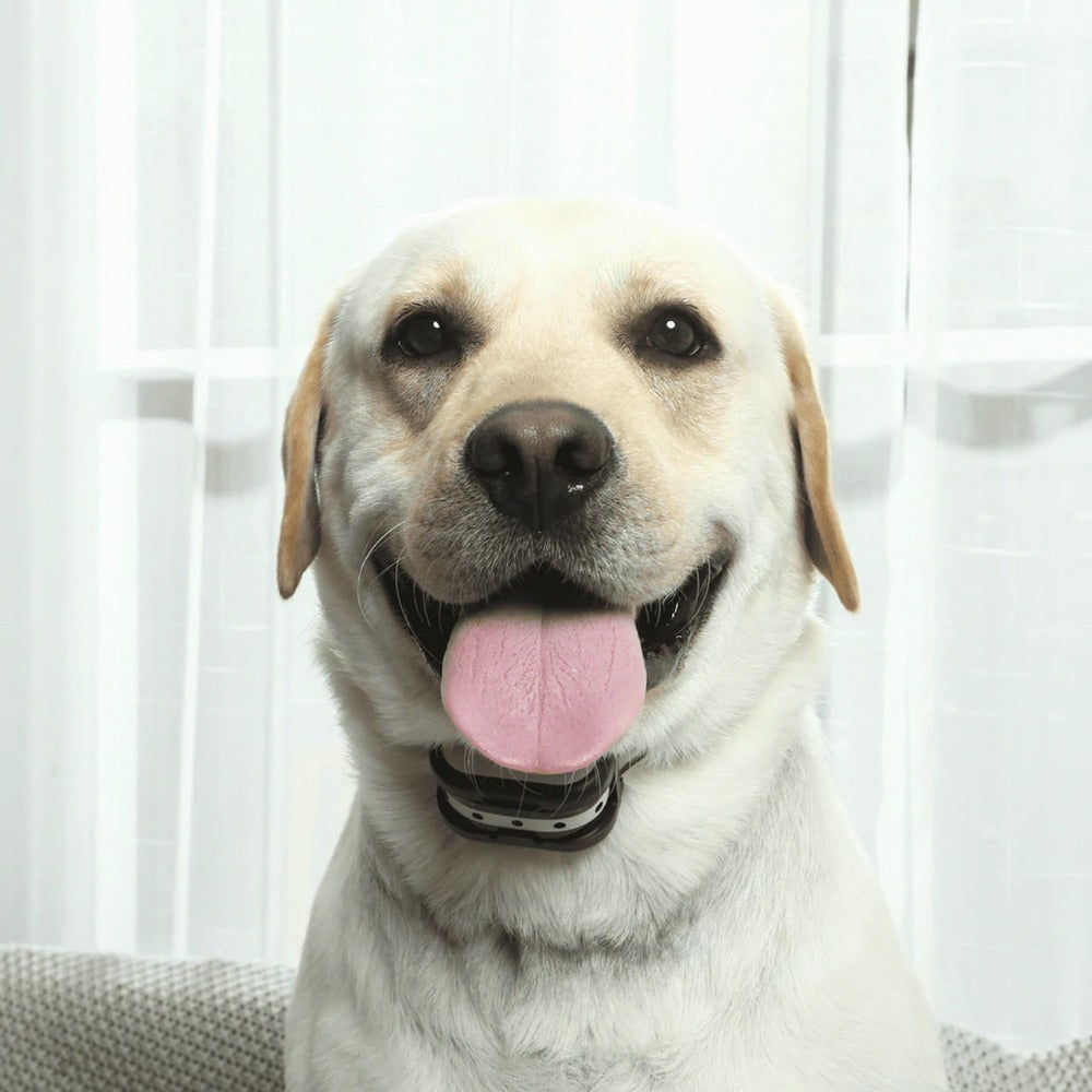 Trådløst hundegjerde med treningshalsbånd - total sikkerhet og kontrollert frihet